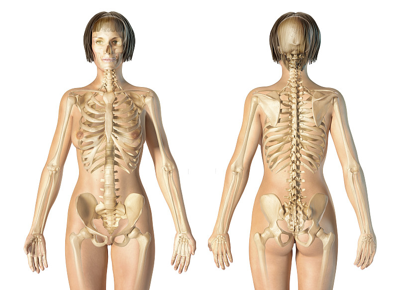 女性骨骼系统,前后视图,在白色背景图片下载