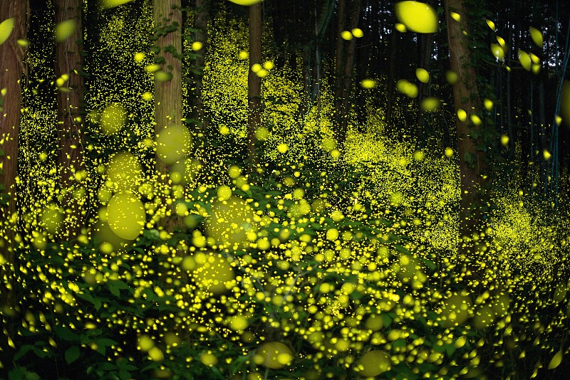 闪电虫给森林带来了一场自然光线秀。图片下载