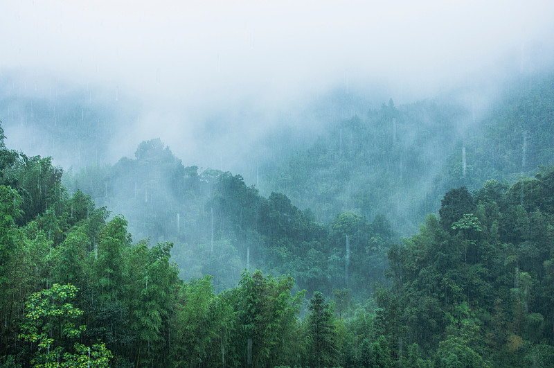 雾天气时森林里的树木图片素材