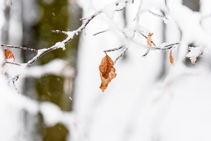 冬天冰冻的树的特写图片下载