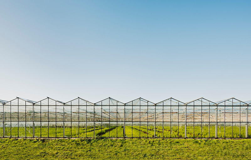 Greenhouse in Westland, area with the highest concentration of greenhouses in Netherlands图片素材
