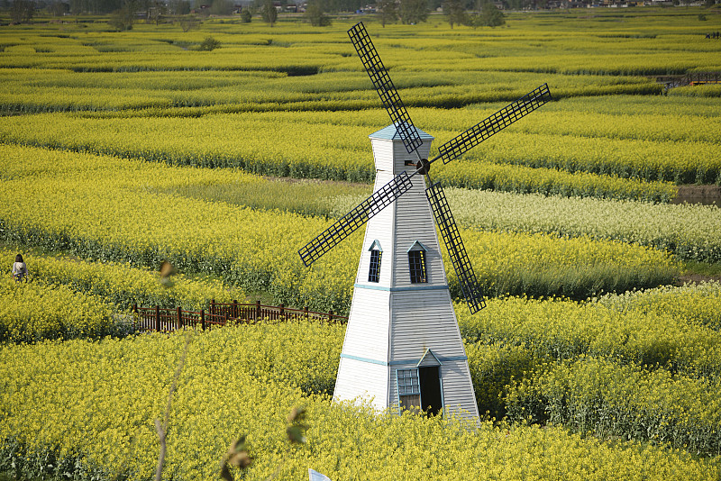 黄色油菜籽地里的风车图片下载