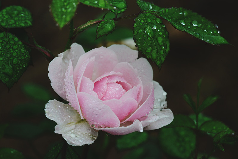特写湿粉玫瑰图片素材