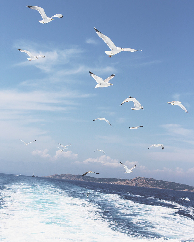 低角度的海鸥飞过海洋对天空图片素材