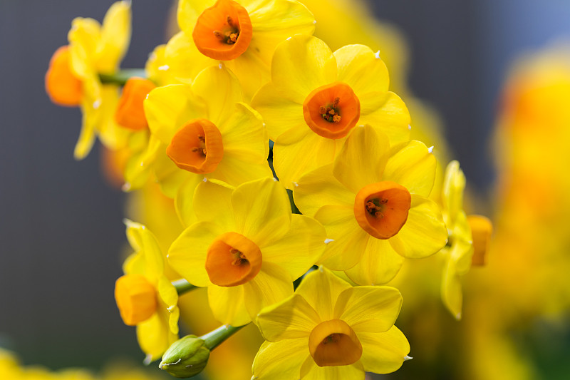 淡黄色花朵图片素材