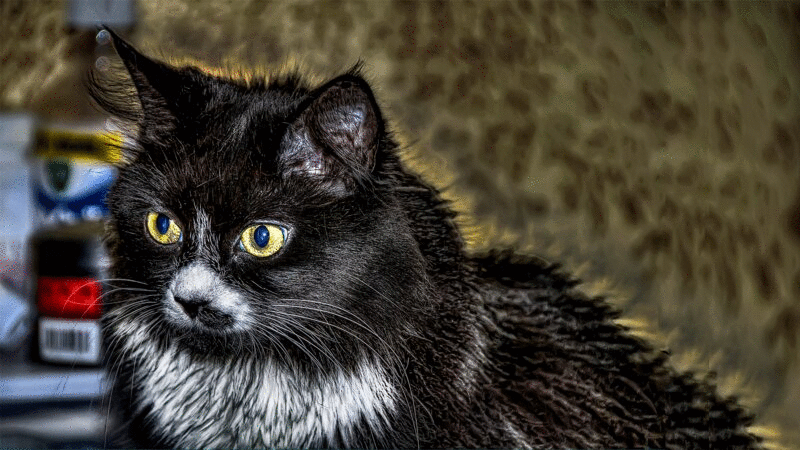 黑猫眯着眼睛，眼神狡猾图片下载