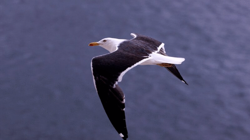 海鸥飞越海洋图片下载