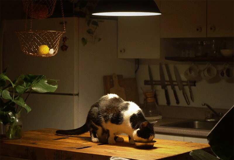 晚上在厨房柜台上吃碗的猫图片下载