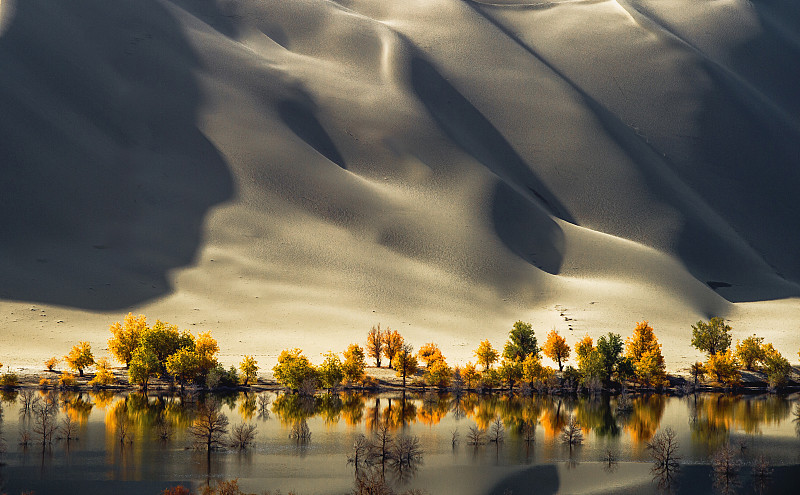 新疆阿克苏湖边的胡杨树图片下载