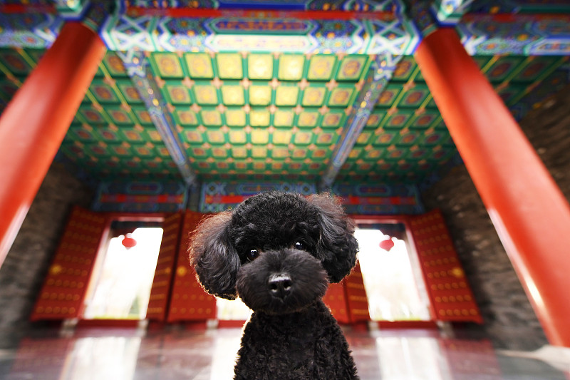 黑色贵宾犬与中国风图片下载