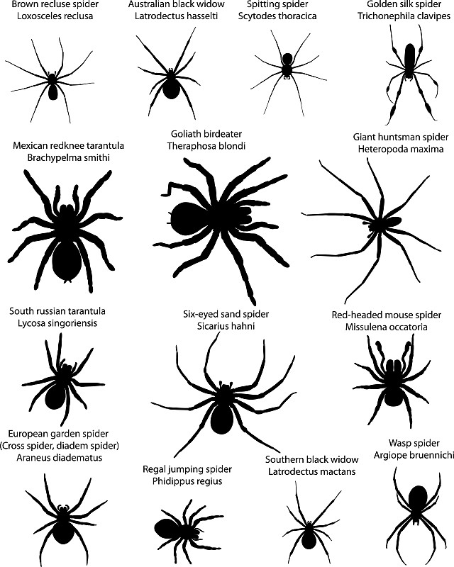 常见的蜘蛛图片和名称图片