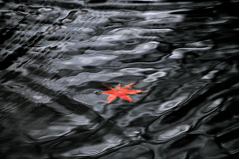 黑灰色的水面波汶红色的枫叶，画面简洁美观。主体红色水波纹黑灰图片下载
