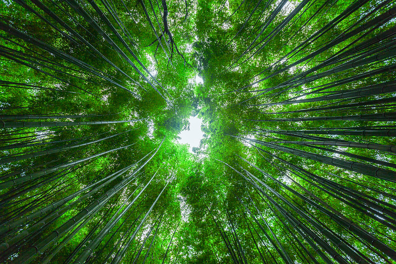 日本京都岚山竹林自然风光图片下载