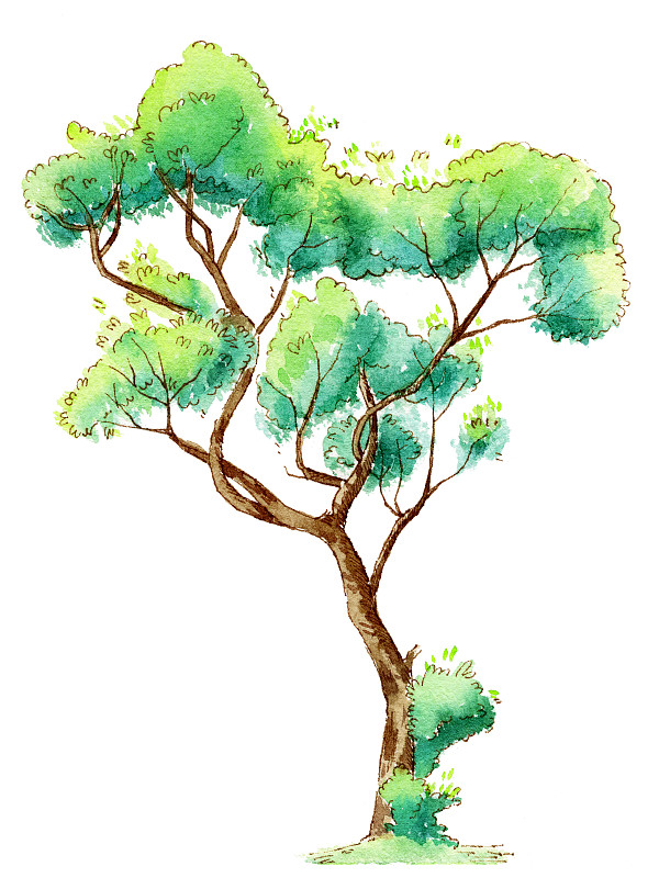 手绘钢笔淡彩绿色绿植树木植物图片下载