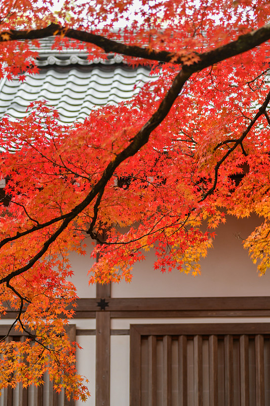 日本京都常寂光寺红叶秋景图片素材