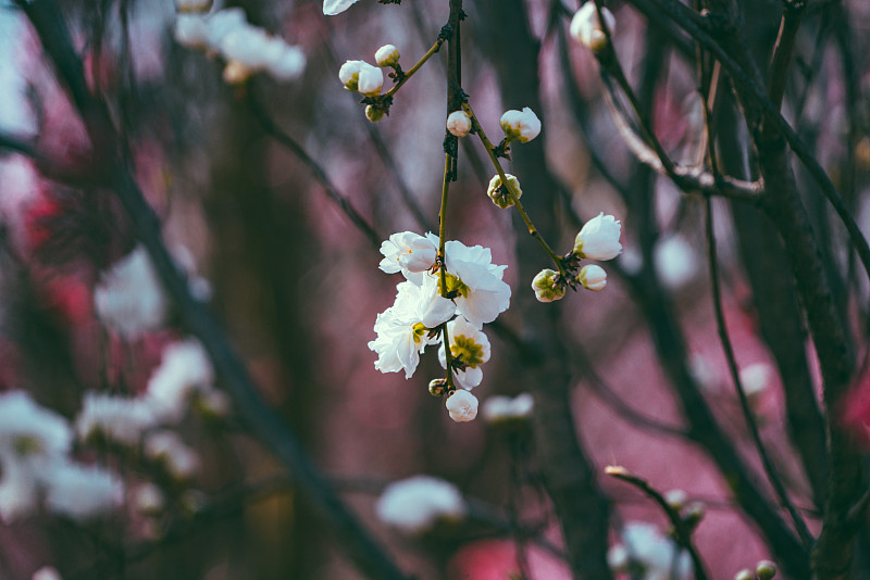 春季白色桃花近景特写图片下载