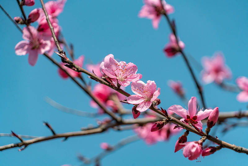 春季蓝天下的粉色桃花特写近景图片素材