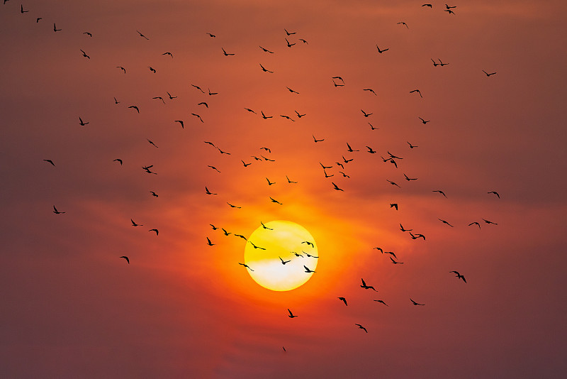 飞鸟起舞迎接旭日东升的太阳图片素材