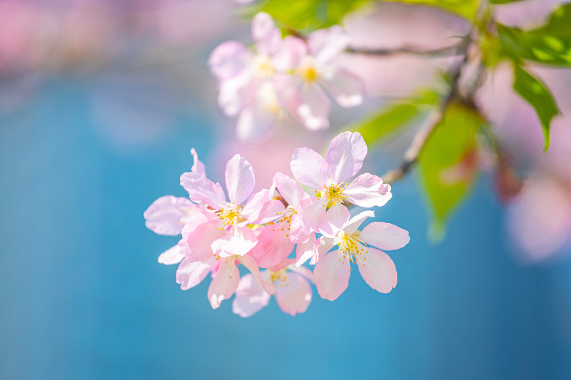 盛开的樱花图片下载