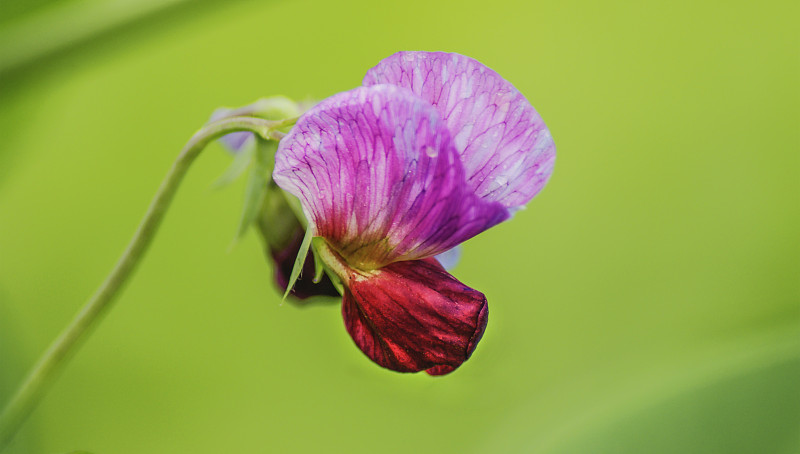 蝶花-春风吹着绿色背景前一朵豌豆花,像只煽动双翅的粉红花蝴蝶图片下载