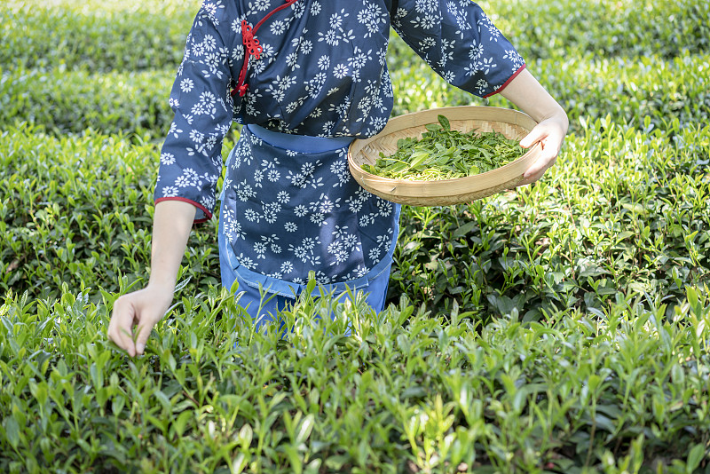 一双年轻女性的手在采摘茶叶图片素材