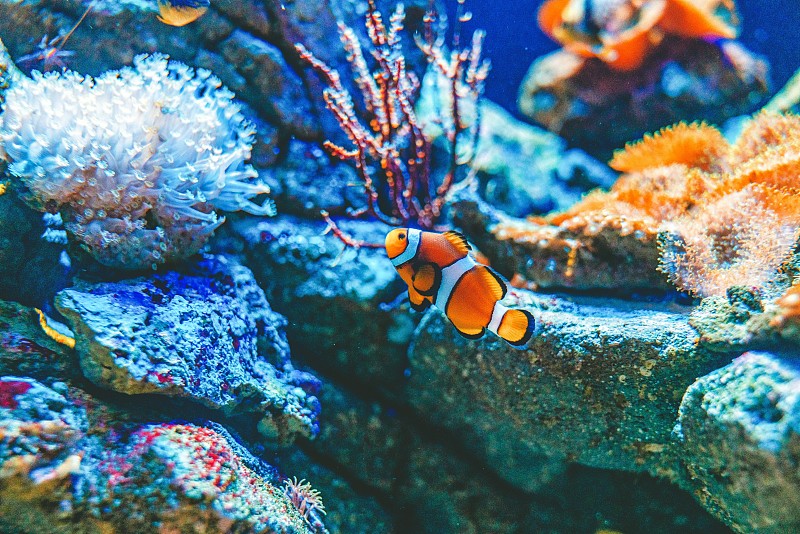 珊瑚中的小丑鱼图片素材