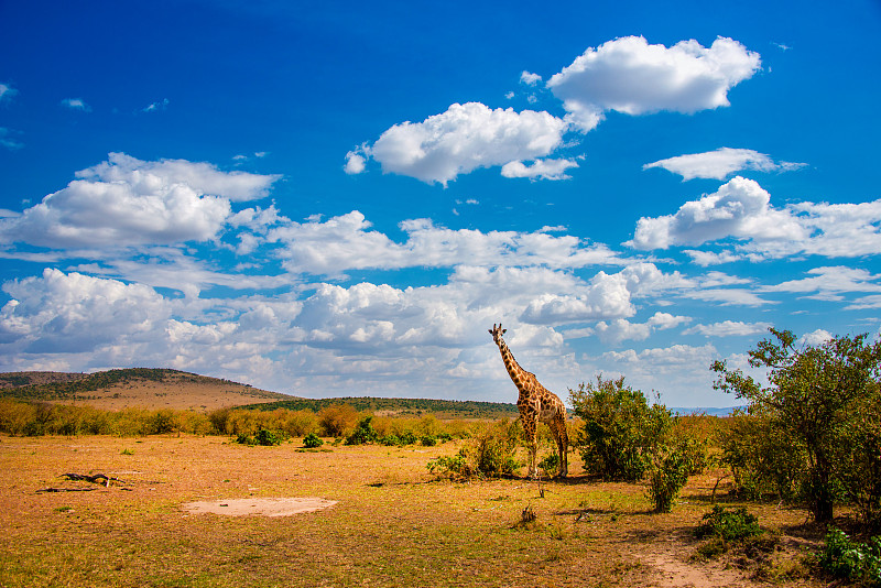 马塞马拉大草原上漂亮的长颈鹿图片下载
