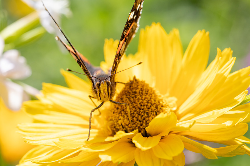 蝴蝶在黄花上的特写，Lanoraie，加拿大图片素材