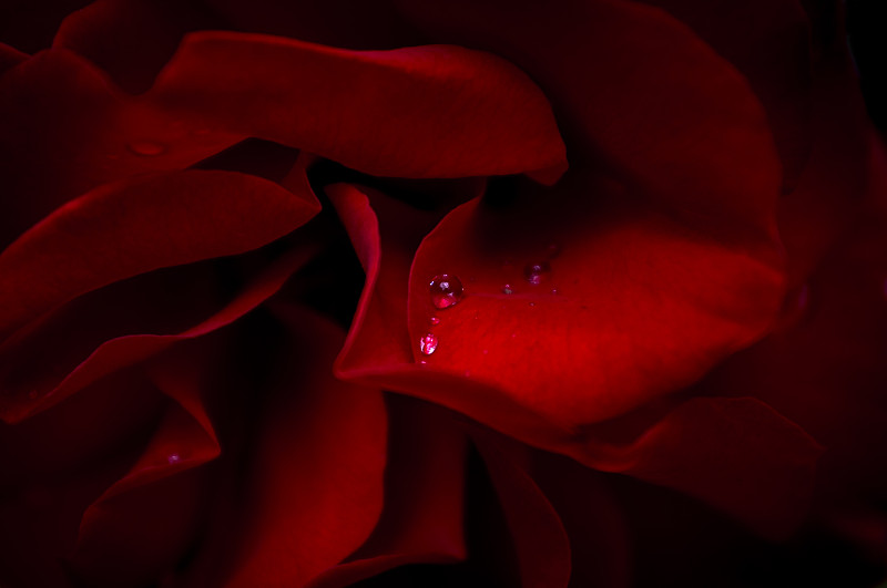 匈牙利布达佩斯，盛开的红玫瑰花瓣上的水滴图片素材