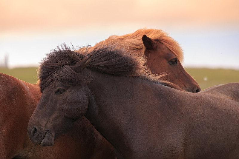 冰岛塞尔福斯的两头棕色马的近景图片下载