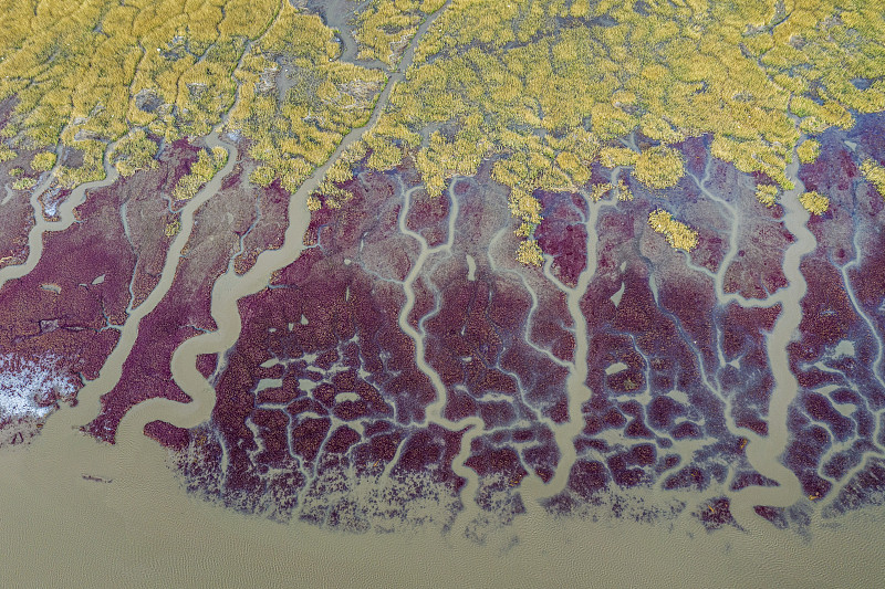 辽河口的红海滩和芦苇荡图片素材