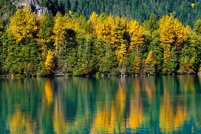 秋天湖边的树林图片素材