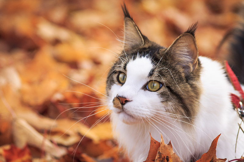 树叶中的猫的特写图片下载