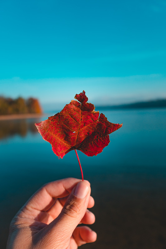 手持秋叶的人在湖前，Whitfield，宾夕法尼亚州，美国图片下载