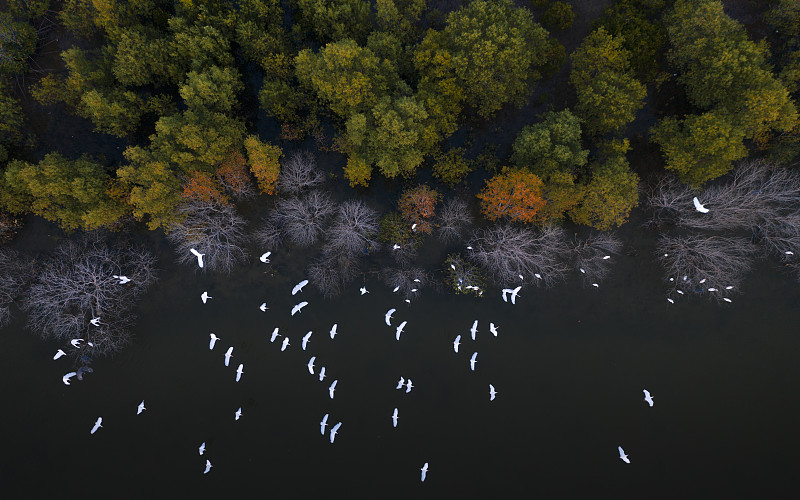 俯拍湿地雨林中的一群白鹭图片下载