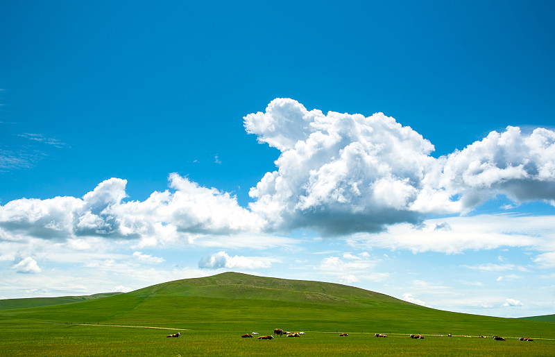几头牛正在蓝天白云下的牧场休息图片下载