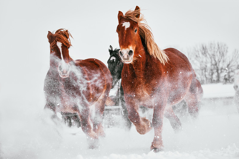 在雪地上奔跑的两匹马，日本大福图片素材
