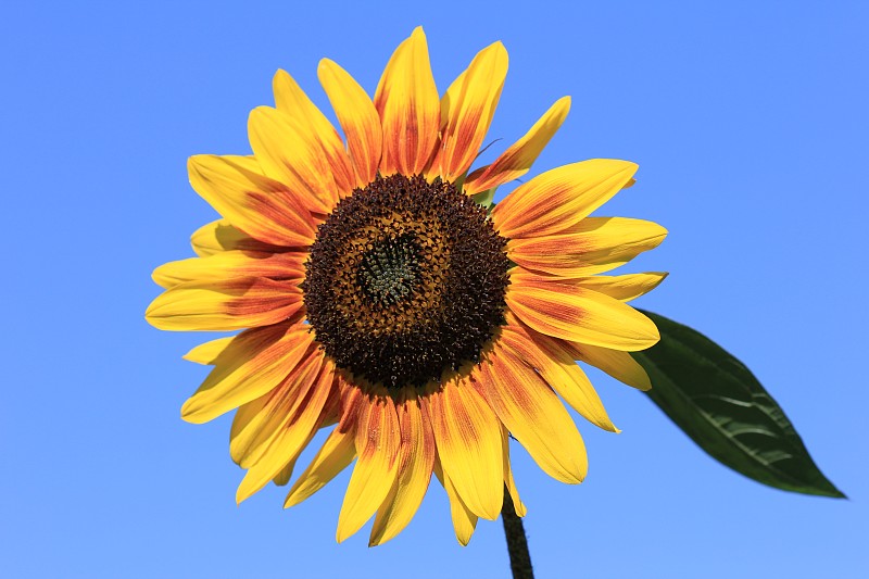 低角度的向日葵对晴朗的蓝天，马里博尔，斯洛文尼亚图片下载