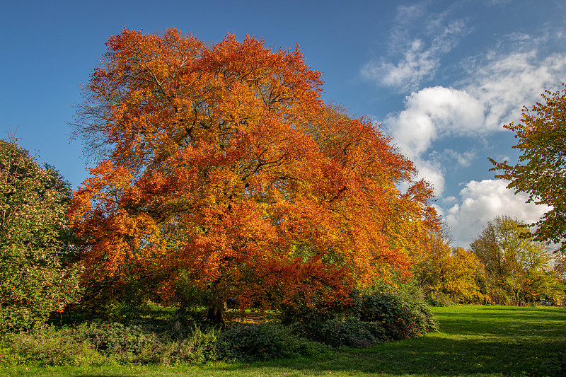 英国伦敦秋日田野上的树木图片素材