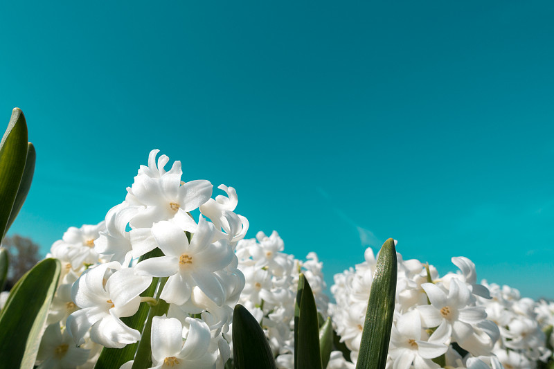 白色开花植物对蓝色天空的特写图片素材