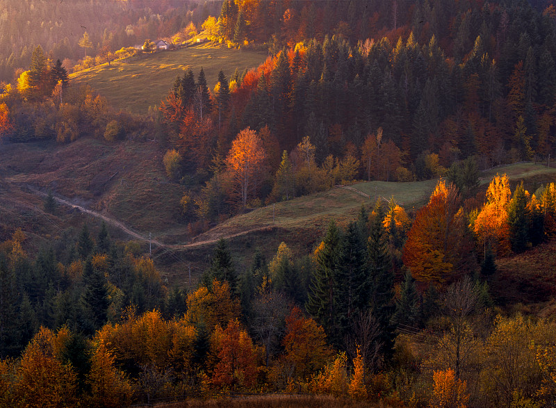 乌克兰维日尼茨亚秋季森林中的树木图片素材