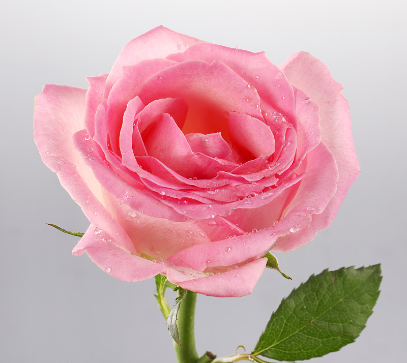 新鲜的玫瑰花图片素材