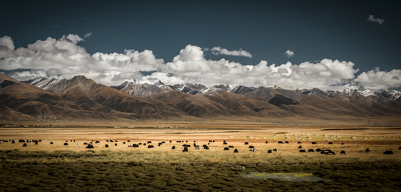 《雪域牧场》拍摄于中国西藏自治区那曲地区。图片下载