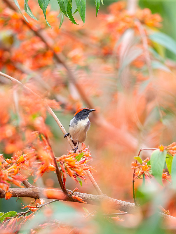 穿梭于热带、亚热带旱林和乡村花园，吸食花蜜的朱背啄花鸟图片素材