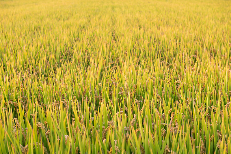 秋季丰收的水稻，金黄的稻穗图片素材