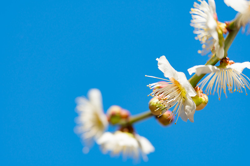 特写的白色樱花对清澈的蓝色天空图片下载