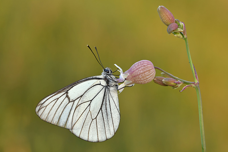 蝴蝶在花上授粉的特写，德国图片下载