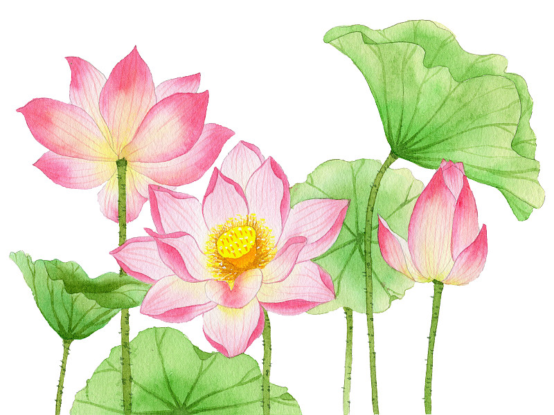 手绘水彩花卉荷花荷叶元素素材插画图片