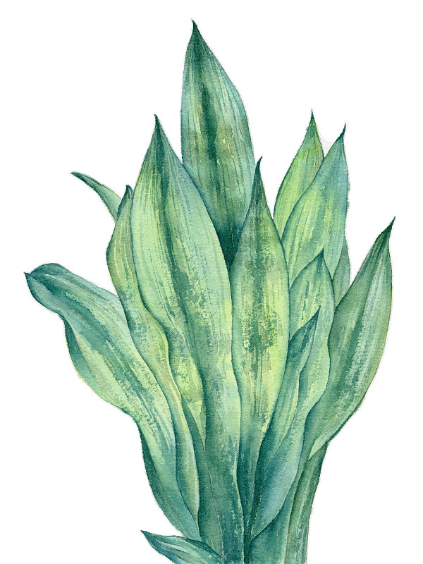 手绘水彩植物绿叶虎皮兰元素素材插画图片