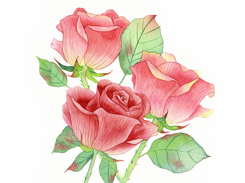 手绘水彩植物花卉玫瑰花素材插画下载